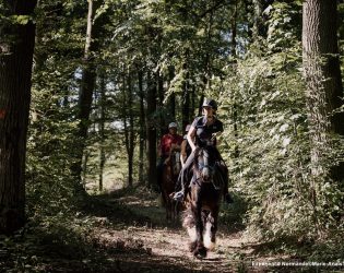 des cavaliers à cheval en forêt