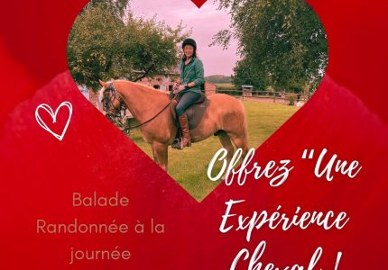 Offrez une « Expérience cheval ! »